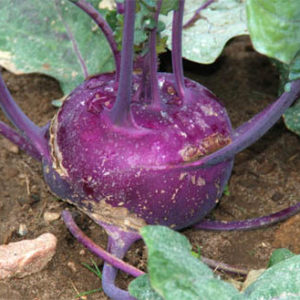 Kohlrabi, Purple Vienna