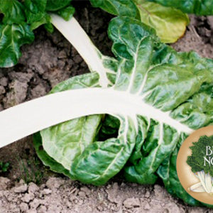 Swiss Chard, Lucullus