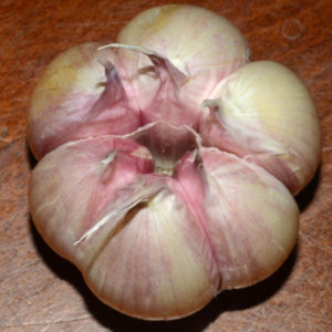 Turban Garlic, Chinese Purple - 4 oz