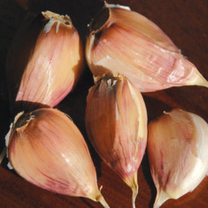 Porcelain Garlic, Kyjev - 4 oz