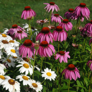 Wildflower Mix, Perennial
