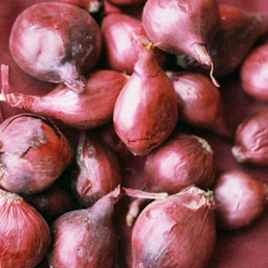 Onion Sets - Red - 60 per bag