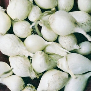 Onion Sets - White - 60 per bag
