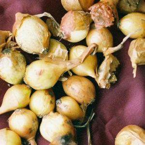 Onion Sets - Yellow - 60 per bag