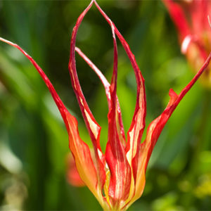 Species Tulip, Acuminata
