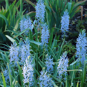 Camassia Cusickii