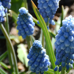 Muscari, Valerie Finnes