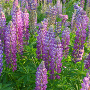 Lupine, Russell's Prize Mix