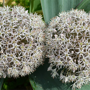Allium Karativiense