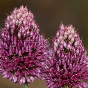 Allium Sphaerocephalon