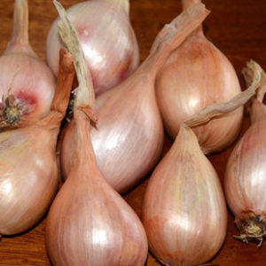 Onion Sets - Super Sweet - 40 per bag