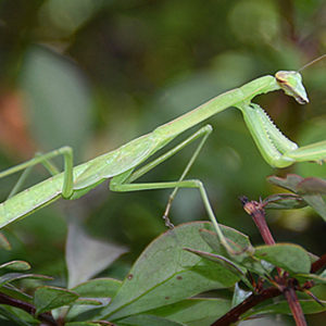 Praying Mantises: A Bug Every Garden Should Have