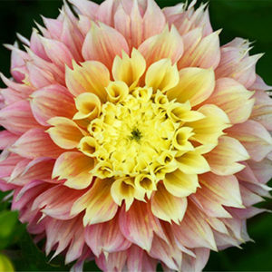 Fimbriata Dahlia, Kogana Fubuki