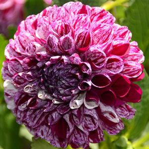 Specialty-Pom Pon Dahlia, Marble Ball