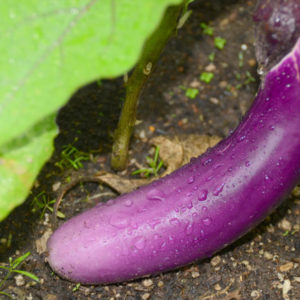 Eggplant, Ping Tong Long