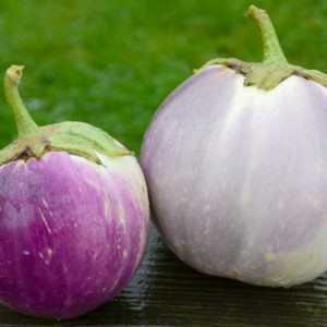 Eggplant, Rosa Bianca