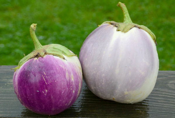 Eggplant, Rosa Bianca