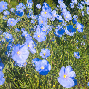 Blue Flax