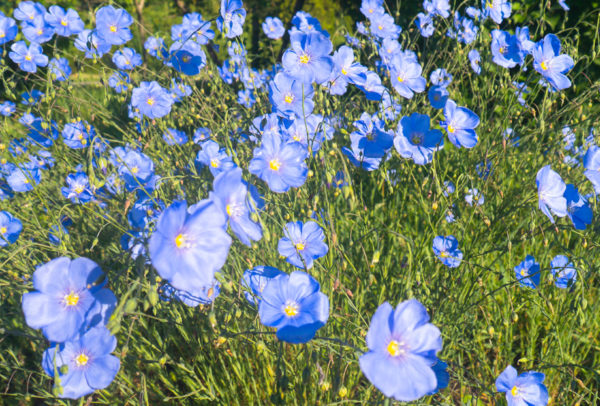 Blue Flax
