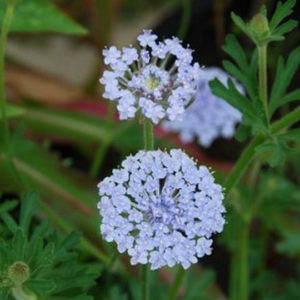 Blue Lace Flower