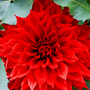 Dinnerplate Dahlia, Babylon Red