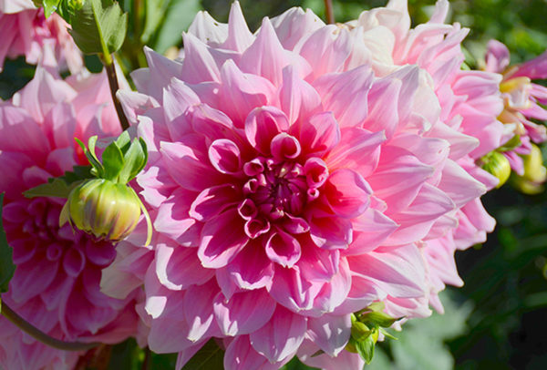 Dinnerplate Dahlia, Emory Paul
