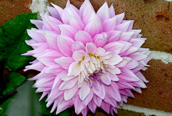 Dinnerplate Dahlia, Mom's Special