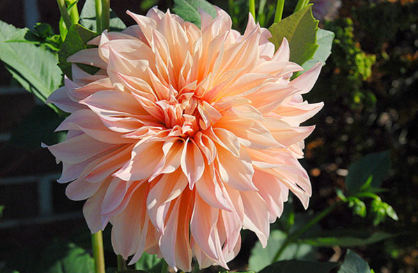 Dinnerplate Dahlia, Otto’s Thrill