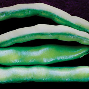 Broad Bean, Fava  Broad Windsor