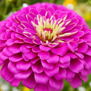 Zinnia, Violet Queen (California Giant)
