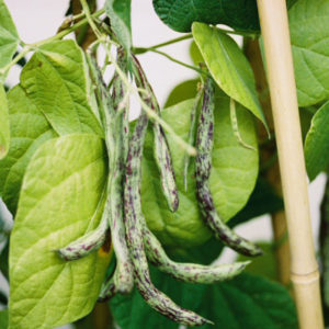 Pole Bean, Rattlesnake Pole