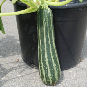 Summer Squash, Cocozella