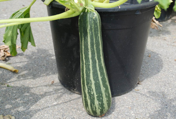Summer Squash, Cocozella
