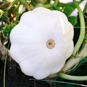Summer Squash, Early White Bush Scallop