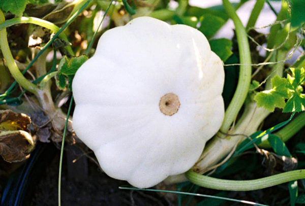 Summer Squash, Early White Bush Scallop