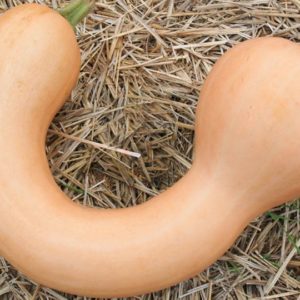 Winter Squash, Pennsylvania Dutch Crookneck