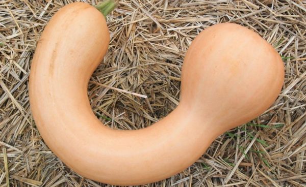 Winter Squash, Pennsylvania Dutch Crookneck