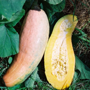 Winter Squash, Pink Banana