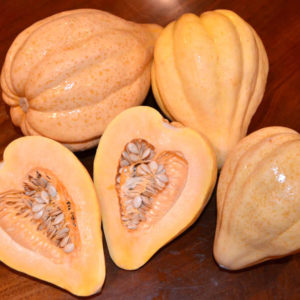 Winter Squash, Thelma Sanders