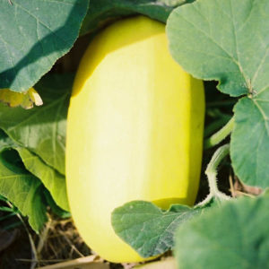 Winter Squash, Vegetable Spaghetti
