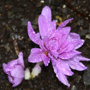Crocus, Waterlily - 1 per bag