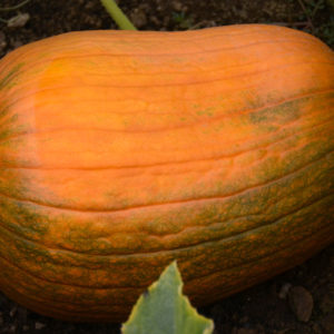 Pumpkin, Dill's Atlantic Giant