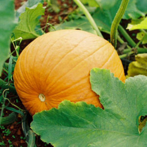 Pumpkin, Small Sugar (aka Pie)