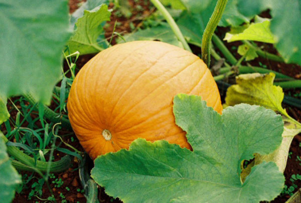 Pumpkin, Small Sugar (aka Pie)