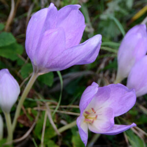Crocus, Purple Autumn