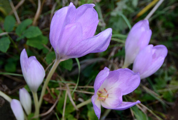 Crocus, Purple Autumn