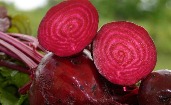 Beet, Detroit Dark Red