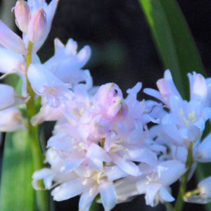 Hyacinthoides, Queen of Pinks