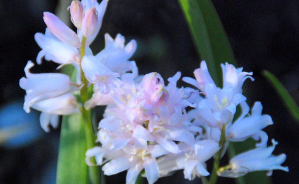 Hyacinthoides, Queen of Pinks