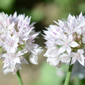 Allium, Amplectens Graceful Beauty